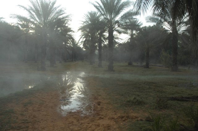 63水洪水的绿洲，热创建清晨的薄雾.jpg