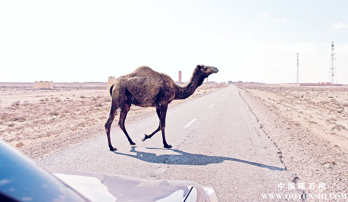 Morocco_camel_1200.jpg