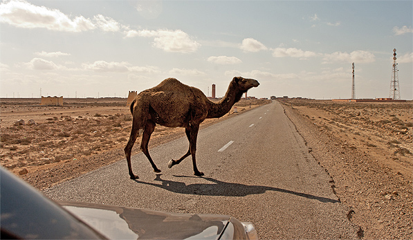 Morocco_camel_597.jpg