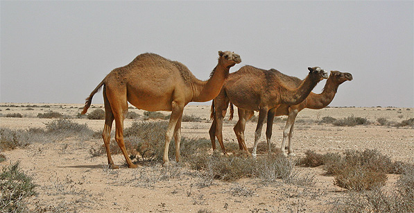 camel_western_sahara.jpg