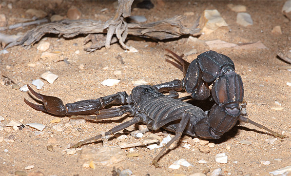 Meteorite_recovery_scorpion_androctonus.jpg