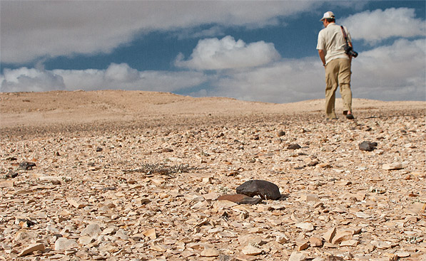 Meteorit_Fund_Chondrit_Westsahara_006.jpg