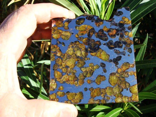 Brenham pallasite 003.JPG