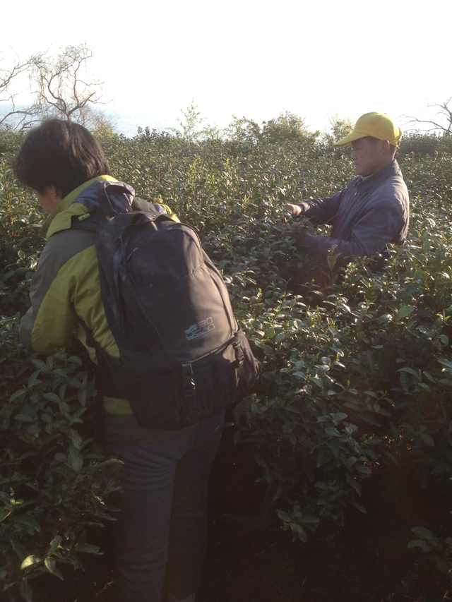 问讯也不能误了村民的采茶功夫