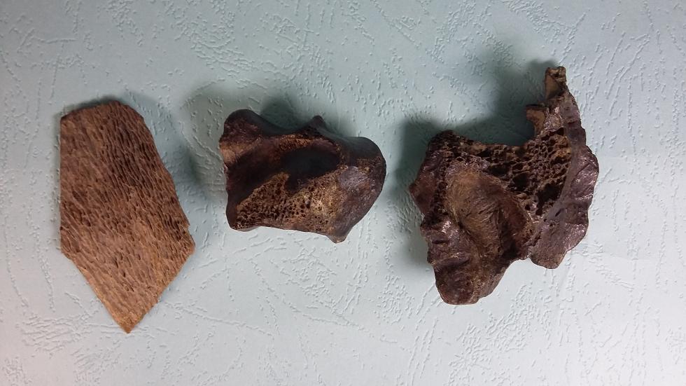 这次在三山岛发现的三块动物残体，左边的像皮肤，中间和右边的表面有一层玻璃釉质。巴林杰陨石坑的朗斯代尔 ...