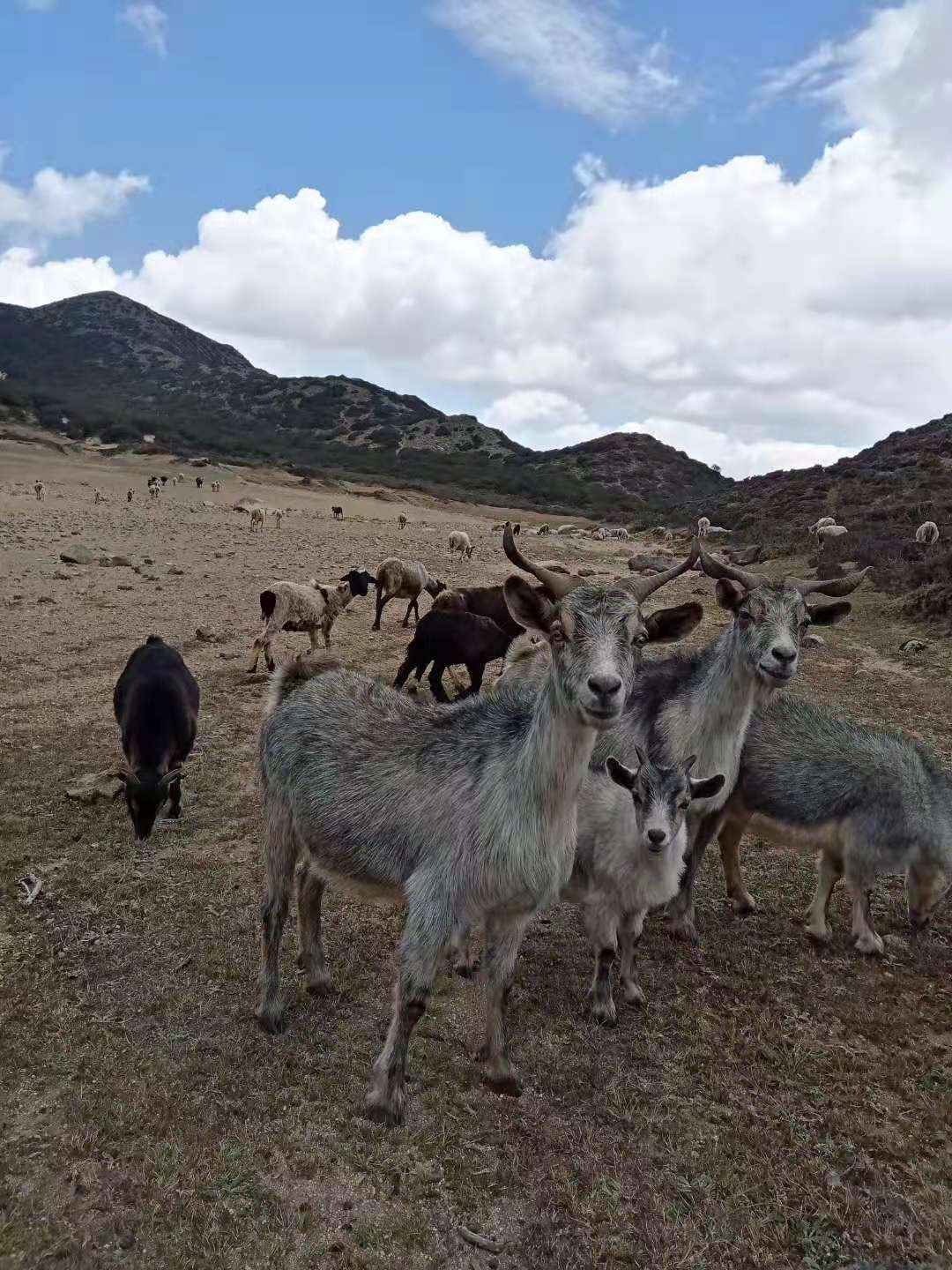 采集地